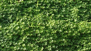 Çim dokusu veya yeşil çit ardıç çalısı. Arkaplan eko paneli sarmaşığı