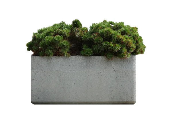コンクリートの鍋に装飾針葉樹の茂み — ストック写真