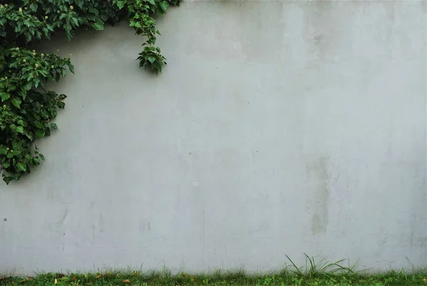 Grijze Oude Muur Achtergrond Met Klimop Tuin — Stockfoto