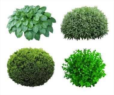 Peyzaj için bir takım süs bitkileri ve ağaçlar. Vektör grafikleri. Boxwood, ambar ve arborvitae ağacı..