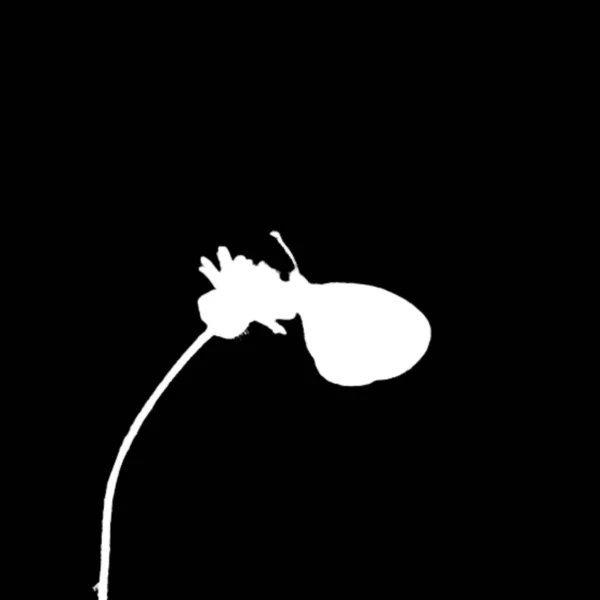 Czarno Białe Ilustracje Motyla — Zdjęcie stockowe