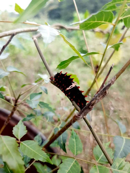 Schöne Aussicht Auf Caterpillar — Stockfoto
