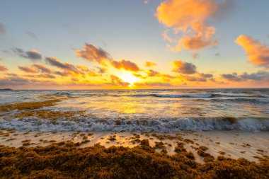 A beautiful sunset in the Caribbean with waves rolling onto the shore with seaweed being washed onto the shore.