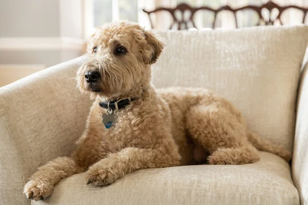 A brown, soft-coated wheaten terrier and poodle mix dog sitting on a brown chair with a blurred background.