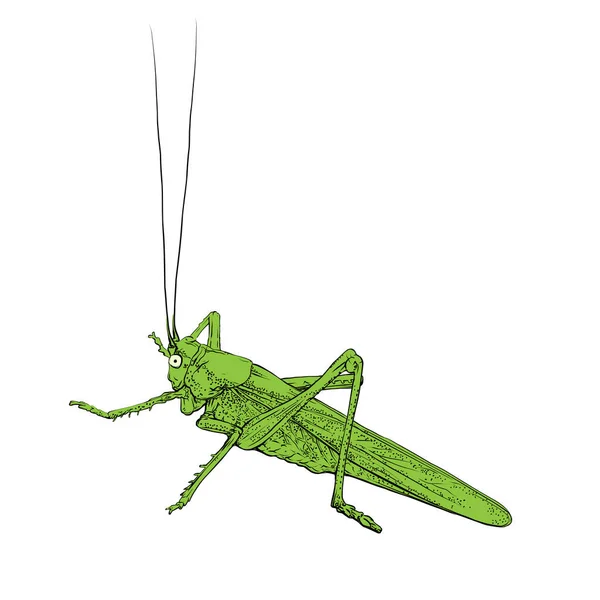Green Grasshopper Locust Insect Vector Illustration Isolated White Background — Stok Vektör