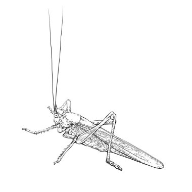 Grasshopper in line art style. Monochrome locust, insect. Vector illustration isolated on white background. clipart
