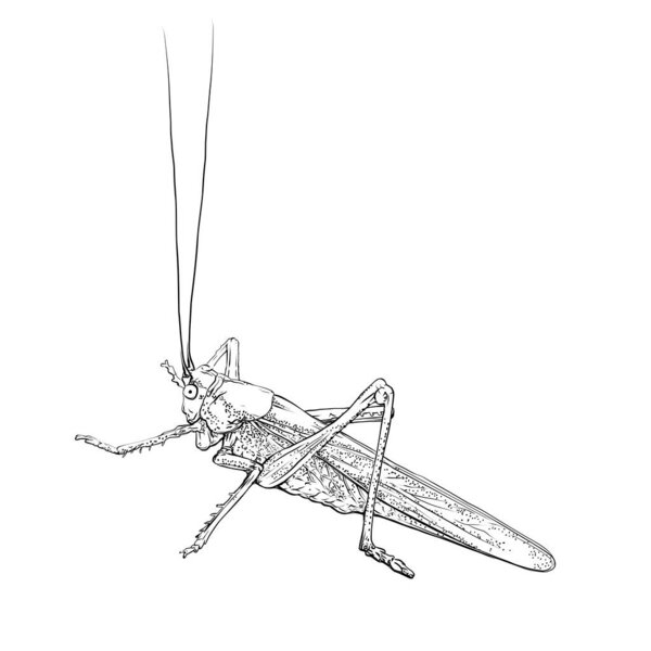 Grasshopper in line art style. Monochrome locust, insect. Vector illustration isolated on white background.