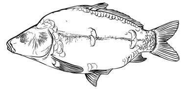 Ayna sazan balığı. Balık. Şeffaf arkaplanda elle çizilmiş vektör çizimi. Çizim, çizgi sanatı