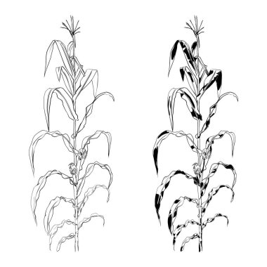 Mısır. El çizimi çizimi. Vektör mısır çizimleri. Mısır bitkisi, mısır koçanı. Klasik mısır gevreği çiziminin botanik çizimi. Paketleme, menü, etiket için harika. Yüksek detaylı.