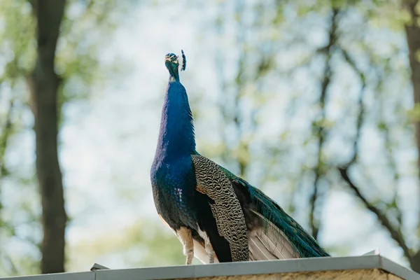 印度的山雀在公园的屋顶上散步 森林里的孔雀 图库图片