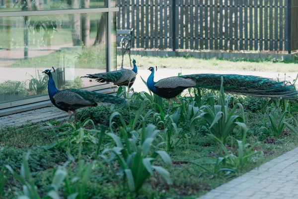 早上花园里有三只印地安人的小鸟 森林里的普通孔雀 免版税图库图片