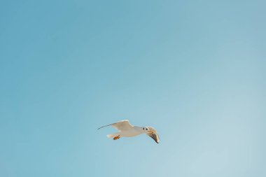 Baltık Denizi 'nde kış tüyleri içinde uçan siyah başlı yetişkin martının fotoğrafı..