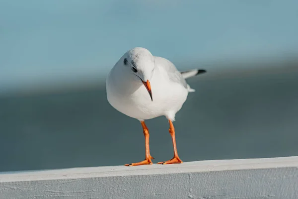 stock image The front portrait of a black-headed adult gull in winter plumage on a pier fence on the autumn Baltic Sea.