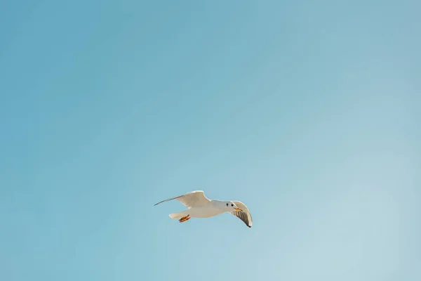 Φωτογραφία Από Κάτω Ενός Ιπτάμενου Μαυροκέφαλου Ενήλικου Γλάρου Φθινόπωρο Στη Royalty Free Εικόνες Αρχείου