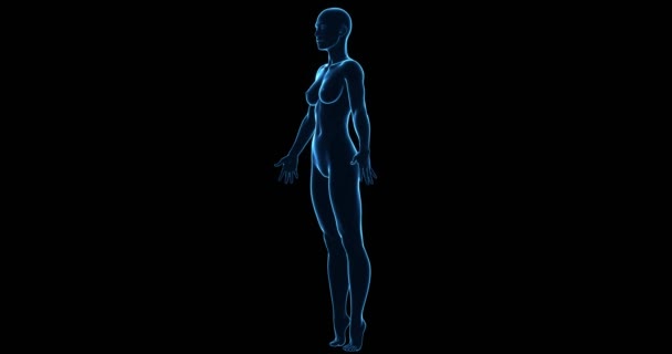 3D女性ホログラム回転ループアニメーション黒の背景 — ストック動画