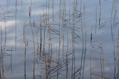 Altın kuru deniz otları ve durgun sularda yansıyan gökyüzü.