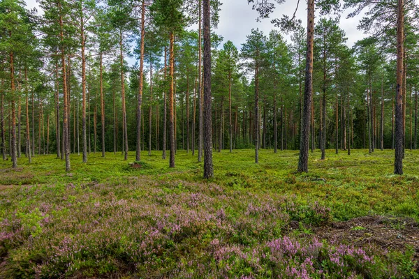 stock image Beautiful pine forest in Sweden with blooming heather and blueberry sprigs on the forest floor