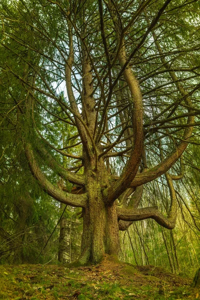 Παράξενη Εμφάνιση Και Πολύ Παράξενο Αναπτυσσόμενο Δέντρο Chandelier Στη Σουηδία — Φωτογραφία Αρχείου