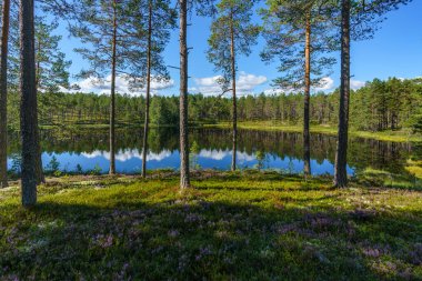 İsveç kırsalındaki küçük ve ölü bir gölden güzel bir yaz manzarası.