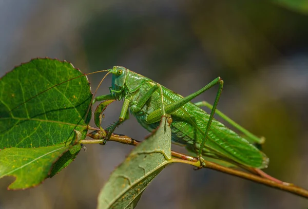 Detailed Close Large Green Grasshopper Sitting Branch Sunlight — Stock Photo, Image