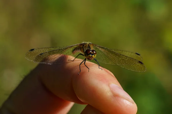 Detailed Close Dragonfly Sitting Finger Bright Sunlight — Stock Photo, Image