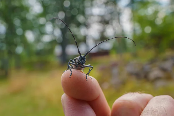 Close Large Timberman Beetle Very Long Antennas Sitting Finger — Stock Photo, Image