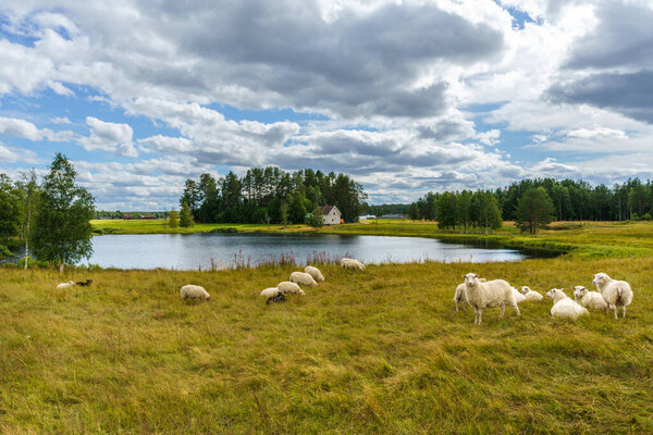 Summer view of a group of white sheep grazing in a field by a small lake in the Swedish countryside