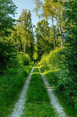 İsveç 'te yemyeşil bir ormanı geçen eski toprak yol.