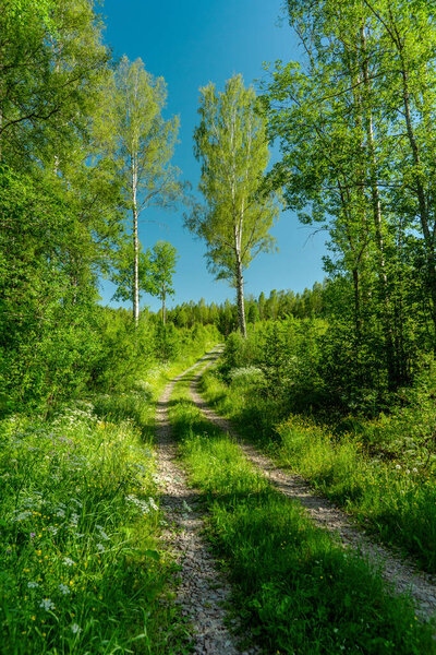 Old overgrown dirt road passing a lush green forest in Sweden