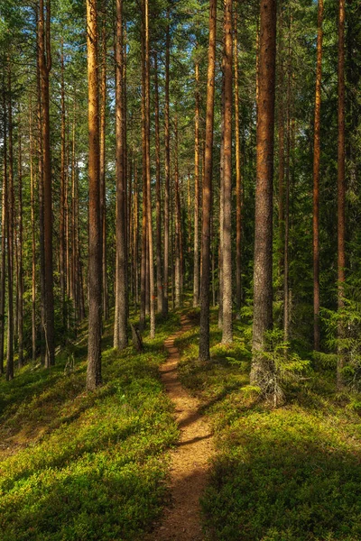 Чудовий Краєвид Стежку Проходить Через Густий Сосновий Ліс Швеції Сонячним — стокове фото