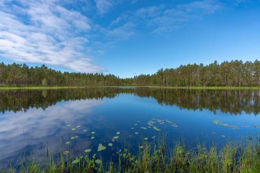 İsveç 'te bir ormanın ortasında küçük bir göl boyunca güzel bir yaz manzarası.