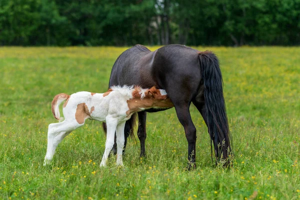 緑の牧草地で彼女のピンツ色の泡を吸うミルクとダークアイスランドの馬馬 — ストック写真