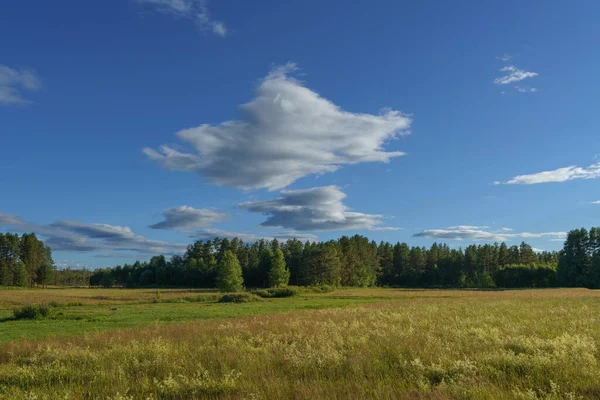 Літній Вид Поле Сільській Місцевості Швеції Блакитним Небом Красивими Білими — стокове фото
