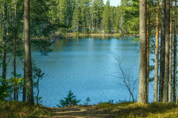 Прекрасний Вид Озеро Невеликого Озера Швеції Пишними Зеленими Деревами Блакитним — стокове фото