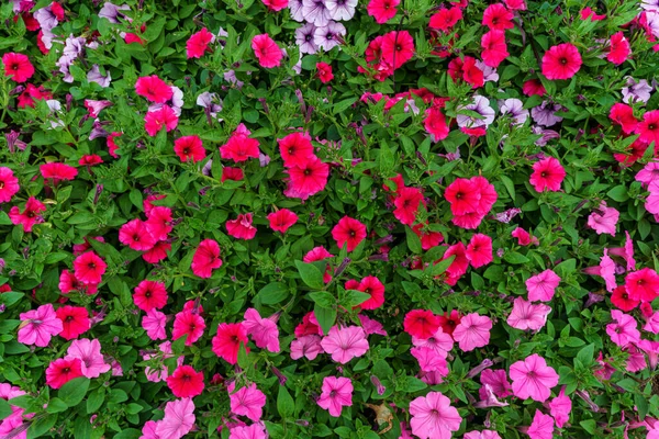 Pared Cubierta Con Flores Petunia Rosadas Rojas — Foto de Stock