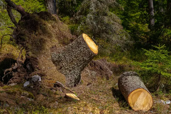 Close view of a fallen fir tree with root standing up, cut down for safety reasons