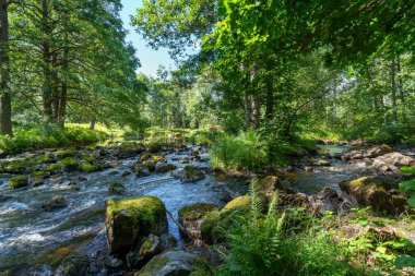 İsveç 'te yemyeşil bir ormandaki yosun kaplı kayaların arasında akan bir dereden yaz manzarası