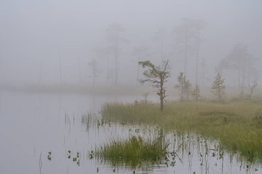Sabahın erken saatlerinde İsveç 'in kuzeyinde küçük bir göl kenarında sakin ve huzurlu bir manzara.