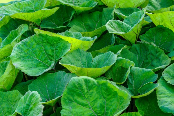 Background texture from giant jungle like green leaves with large leaf veins growing in a large group