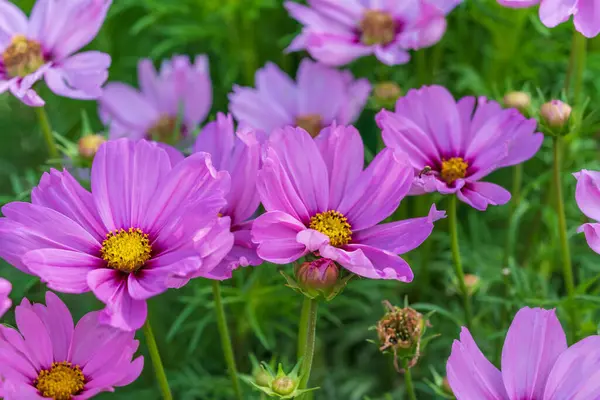 Группа Красивых Розовых Цветов Солнечном Свете Мягком Фоне — стоковое фото