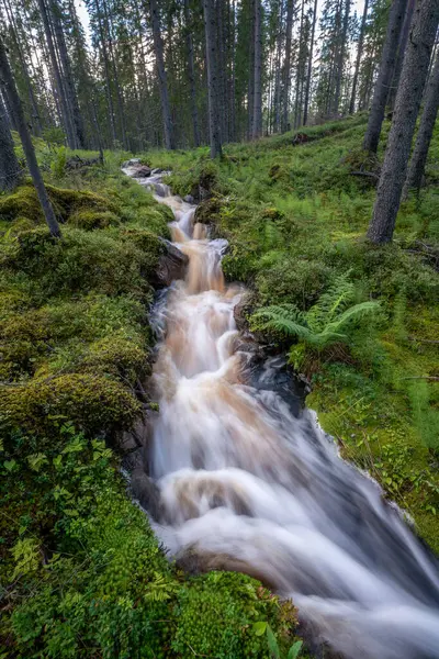 Прекрасний Вид Невеликий Водоспад Зливається Пишному Зеленому Ялиновому Лісі Швеції — стокове фото