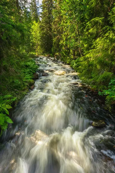 Красивий Струмок Пишному Зеленому Сосновому Ялиновому Лісі Півночі Швеції — стокове фото