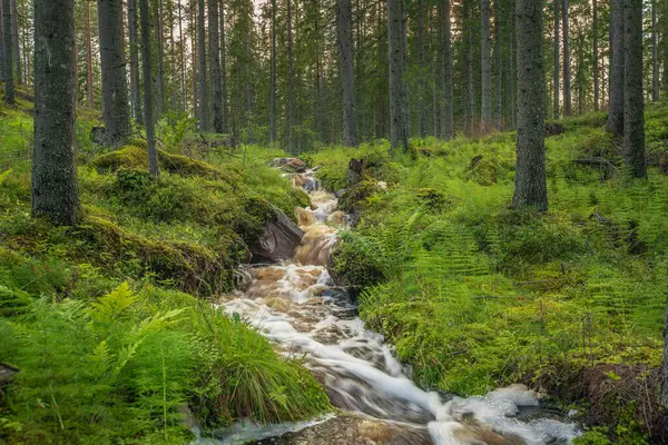 Прекрасний Вид Невеликий Струмок Білою Водою Проходить Пишному Зеленому Лісі — стокове фото