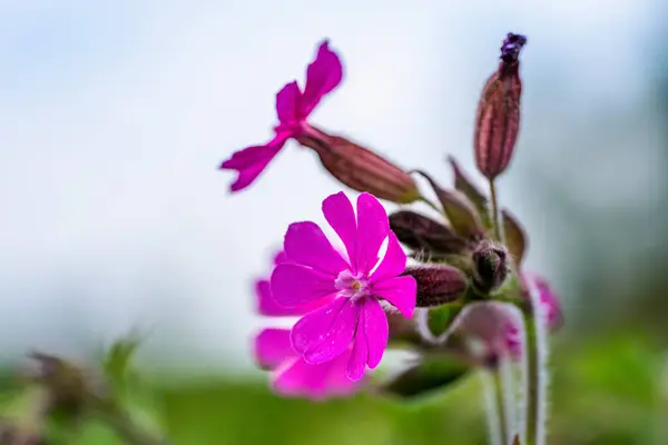 Κοντινό Πλάνο Ενός Φυτού Κόκκινα Λουλούδια Campion Silene Dioica — Φωτογραφία Αρχείου