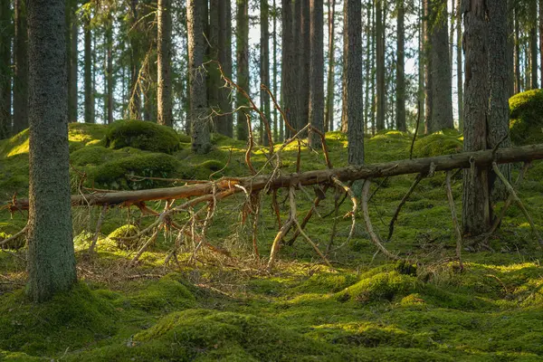 Pino Muerto Caído Viejo Bosque Elfos Suecia Con Una Gruesa Imagen de stock