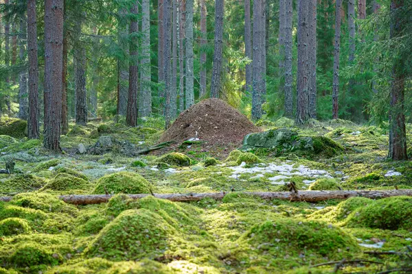 Gran Hormiguero Medio Bosque Pino Verde Musgo Abeto Suecia Con Imágenes de stock libres de derechos