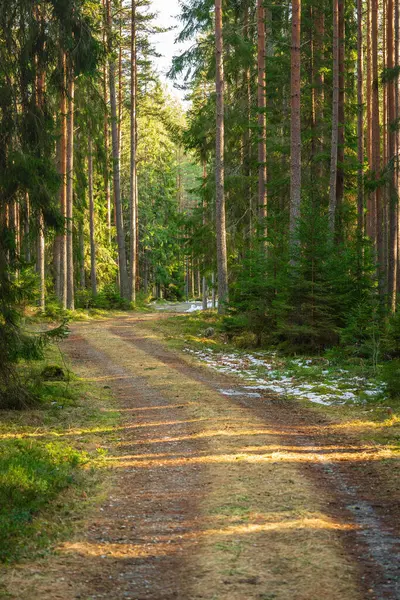 Pequeño Camino Sinuoso Que Pasa Por Bosque Pinos Abetos Suecia Imagen de archivo