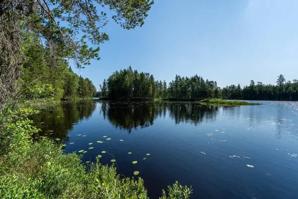 Vista Verano Sobre Pequeño Lago Suecia Rodeado Exuberantes Pinos Verdes Imagen de archivo