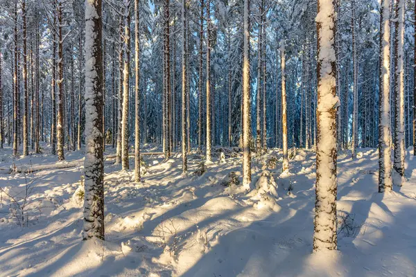 Hermoso Bosque Pinos Abetos Suecia Cubierto Con Una Capa Nieve Fotos de stock