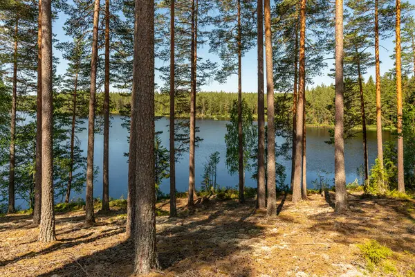 Hermosa Vista Verano Desde Lago Bosque Pinos Abetos Suecia Imagen de stock